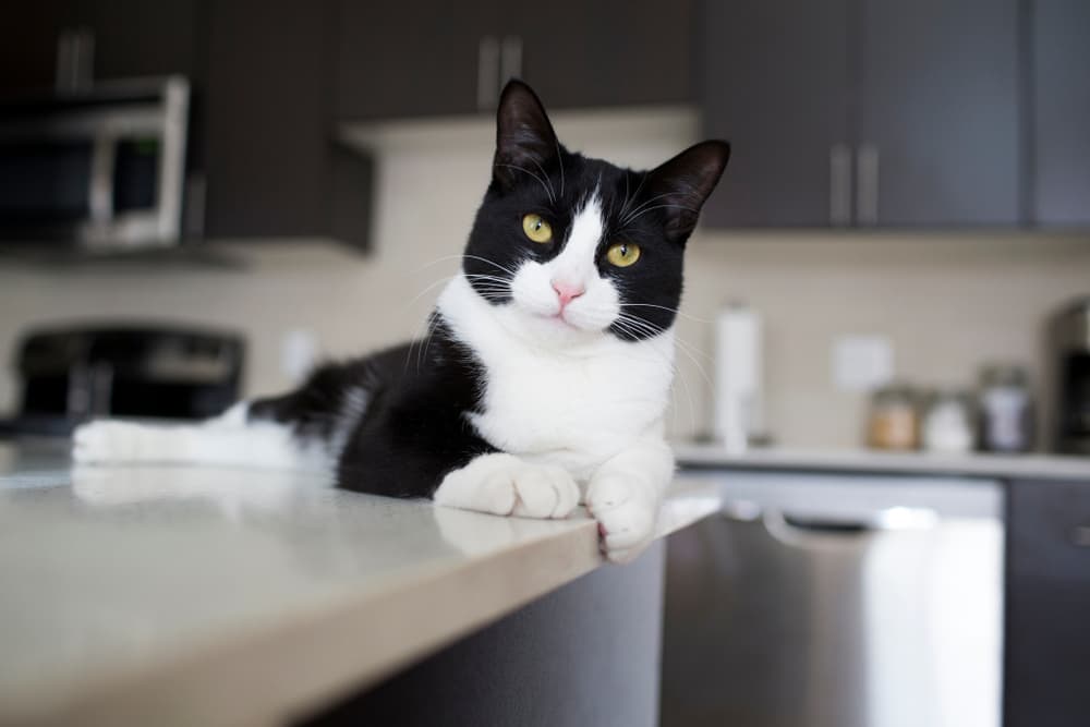 Black and white domestic cat lying on modern kitchen counter
