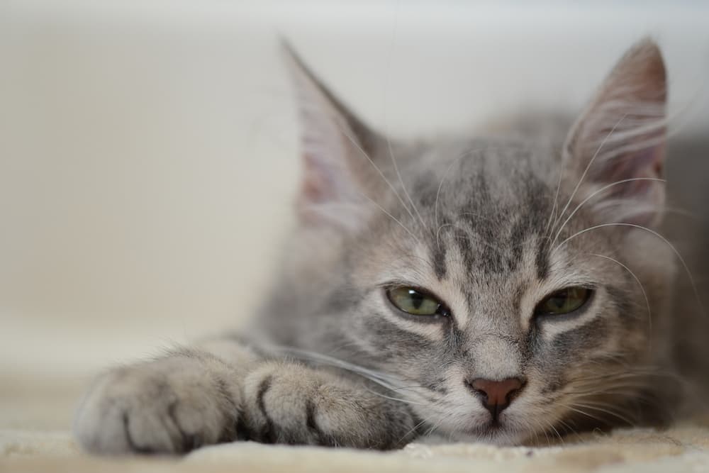 Grey kitten laying down sleepy missed dose