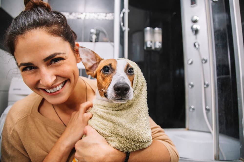 Jack russell terrier dog having a bath and using products with neem oil for dogs