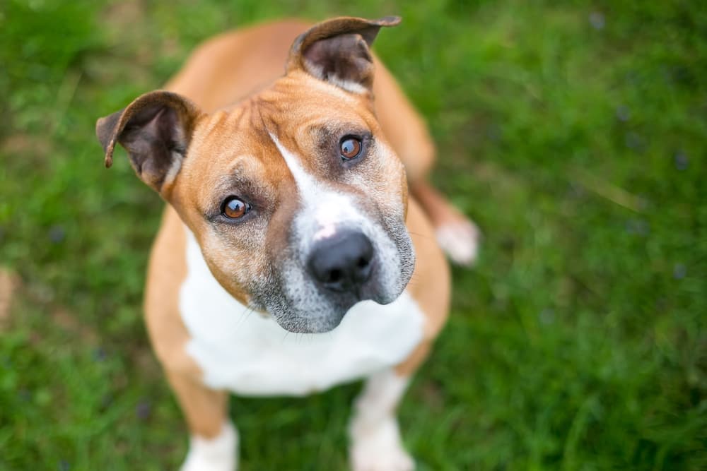 Dog looking up worried outside in garden