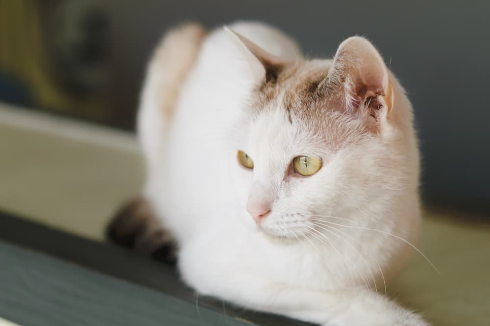 Cat sitting on the edge of a ledge