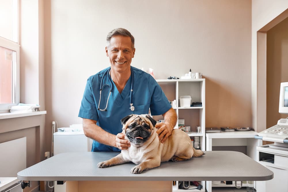 Cheerful middle aged male vet in work uniform holding a pug and smiling while standing at veterinary clinic