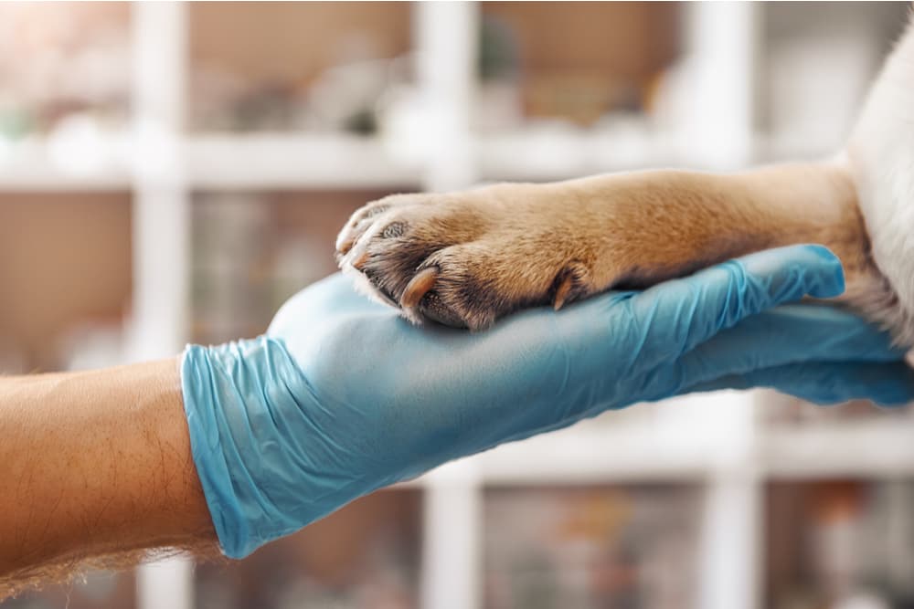 Dog having interdigital cyst examined at thevet