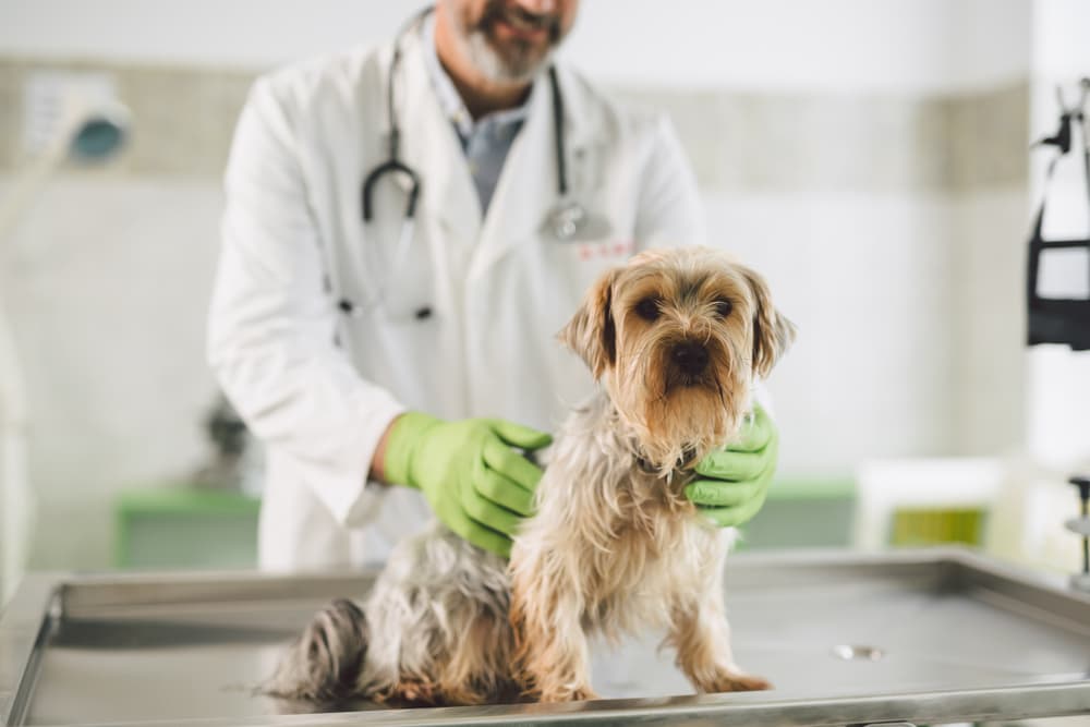 close up of veterinarian and dog at veterinary clinic