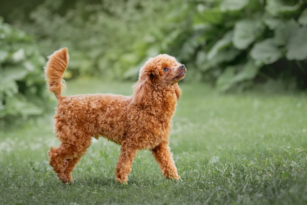 Miniature poodle puppy in the park