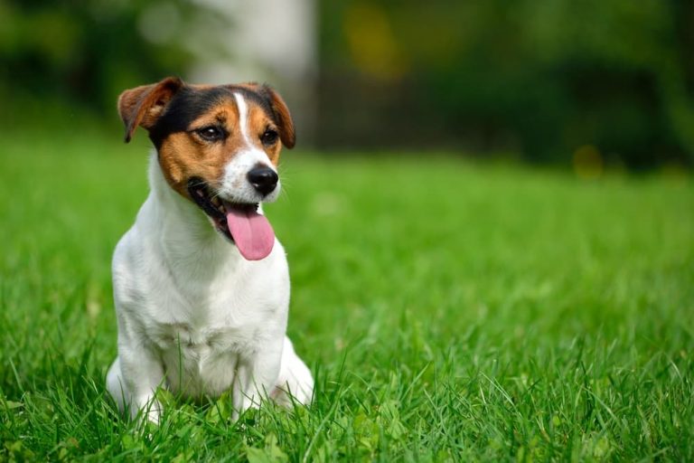 Small dog sitting in garden with legs tensed but smiling