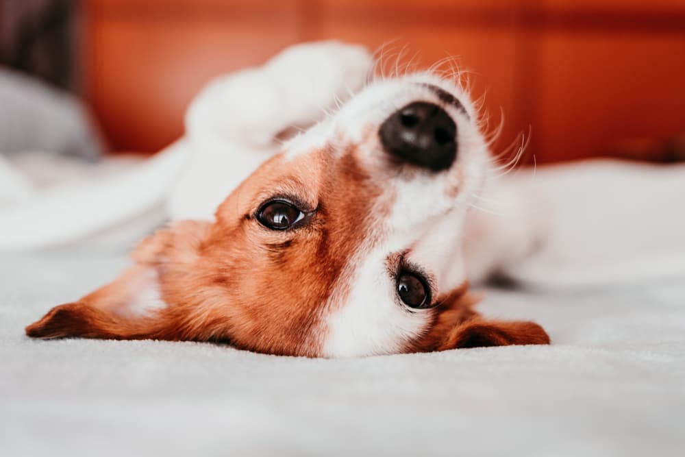cute small jack russell dog resting on bed on a sunny day covered with a blanket
