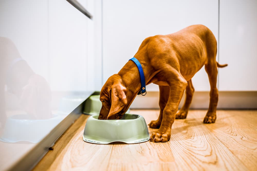 Dog eating from food bowl