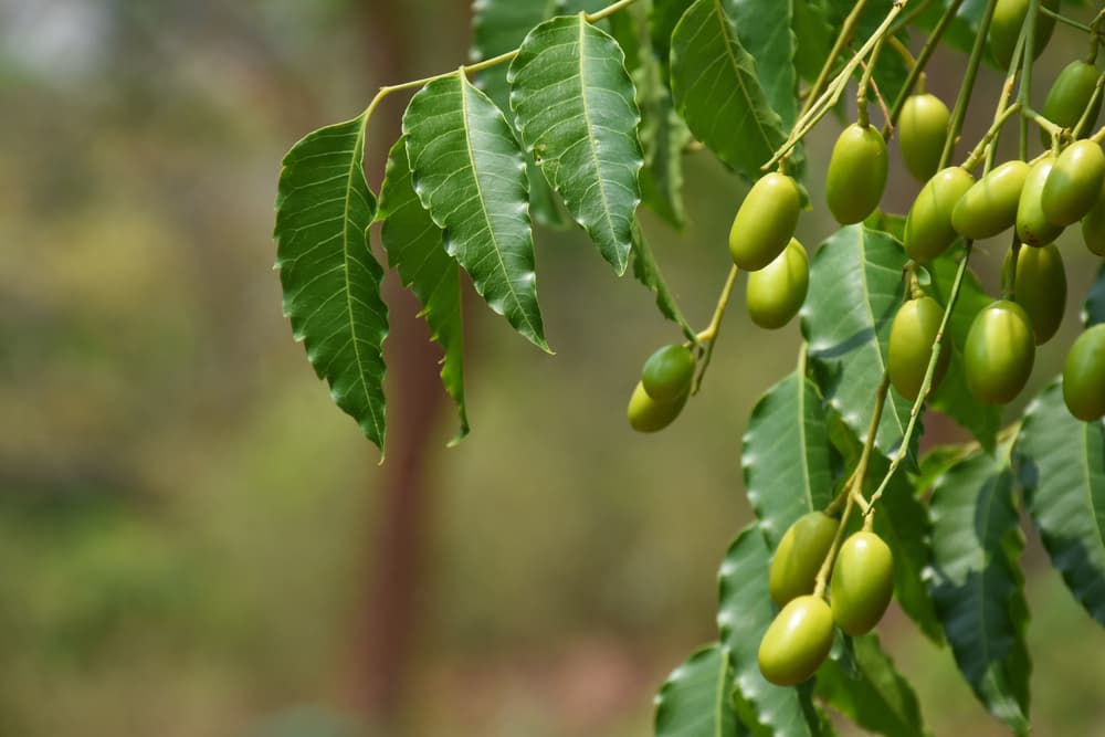 Leaves of neem tree and fruits growing natural medicinal to be pressed into neem oil for dogs