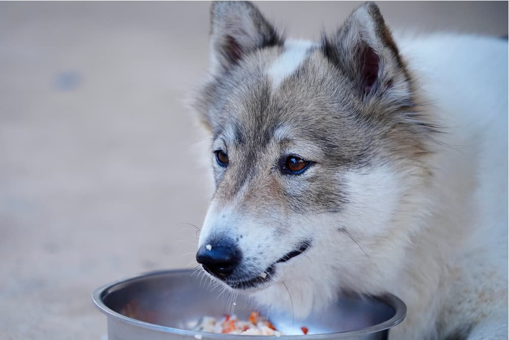 Dog eating chicken and rice from bowl