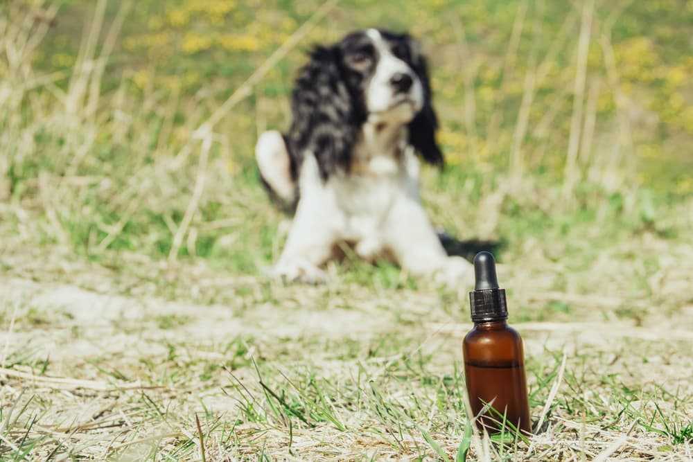 Neem Oil for Dogs: Is It Safe? Neem Oil for Dogs: Is It Safe?