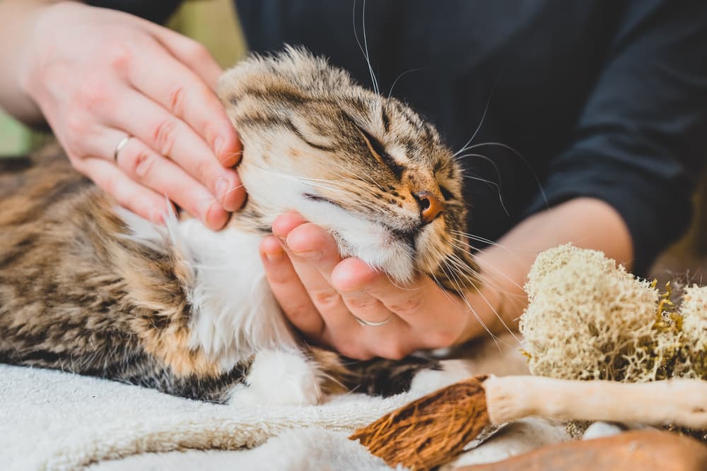 Cat having neck rubbed