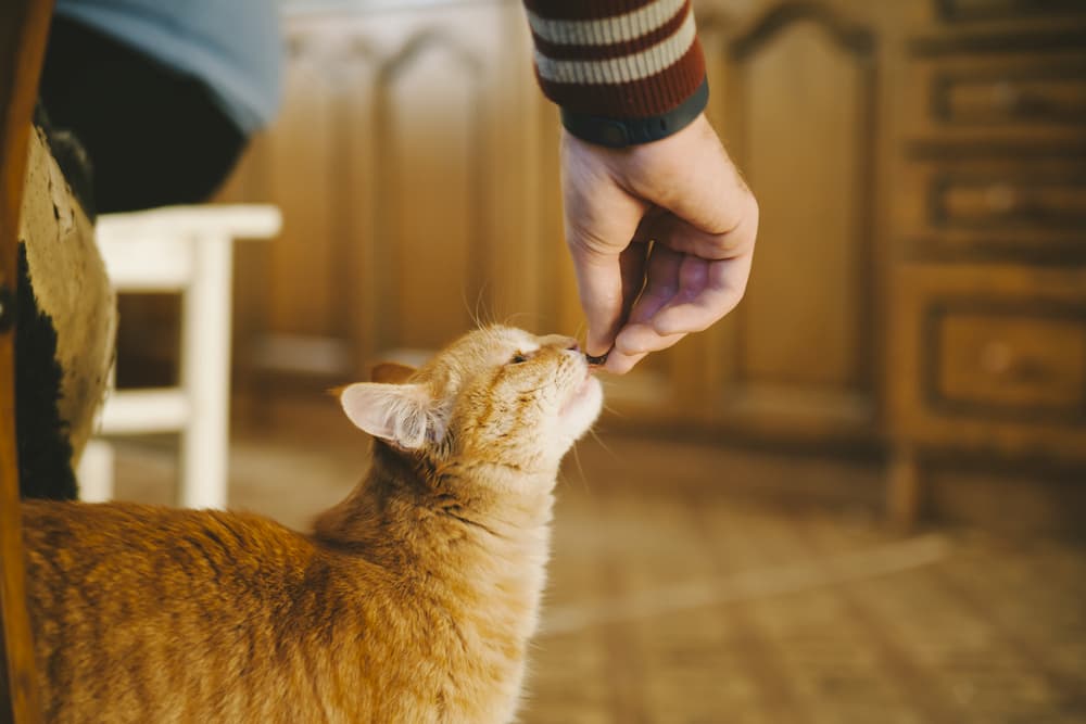 Cat being fed a treat