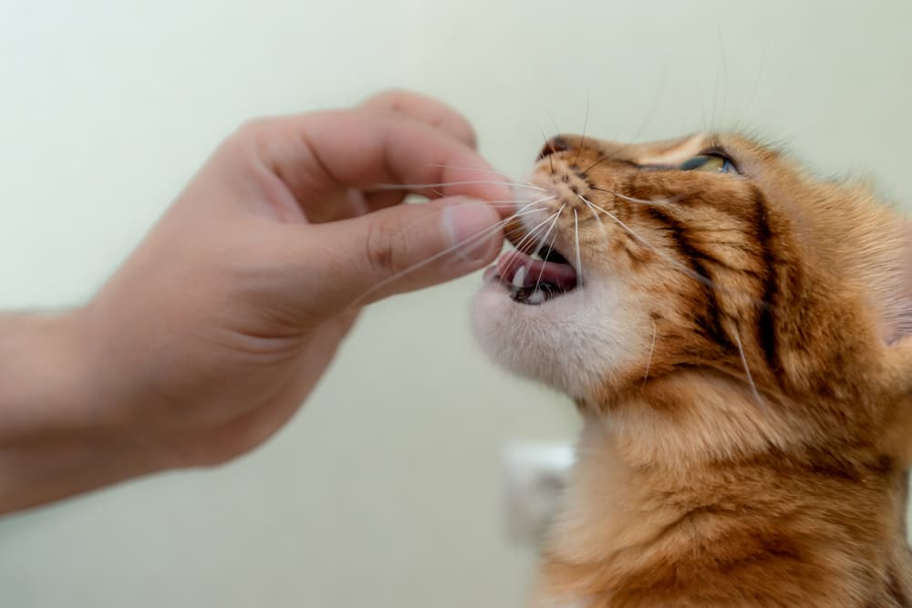 L-Lysine for Cats