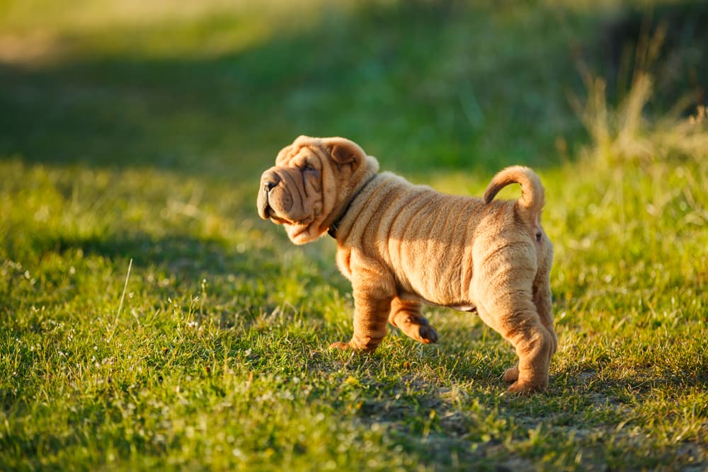 Shar Pei puppy stands on the lawn and looks out for something