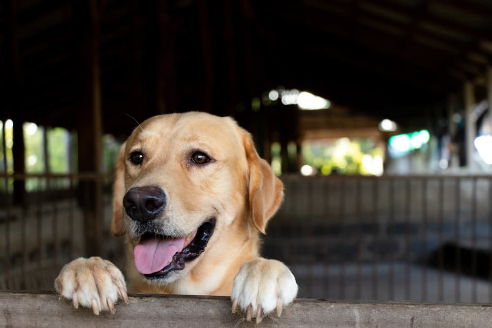Brown golden retreiver dog stood and wait at the barn avoiding Interdigital Cyst on Dogs