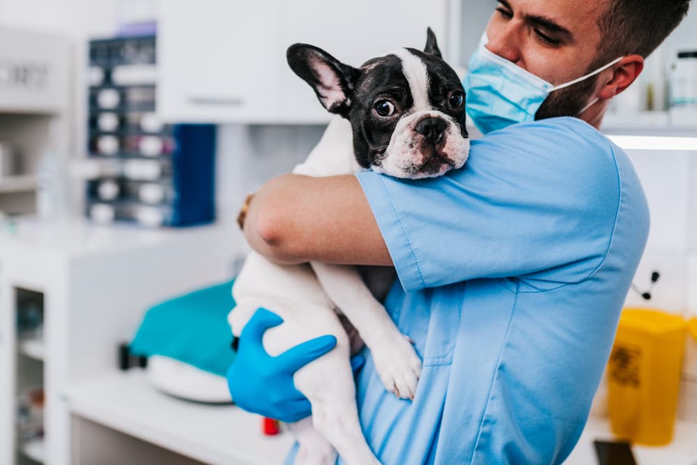 Dog at the vet clinic being held