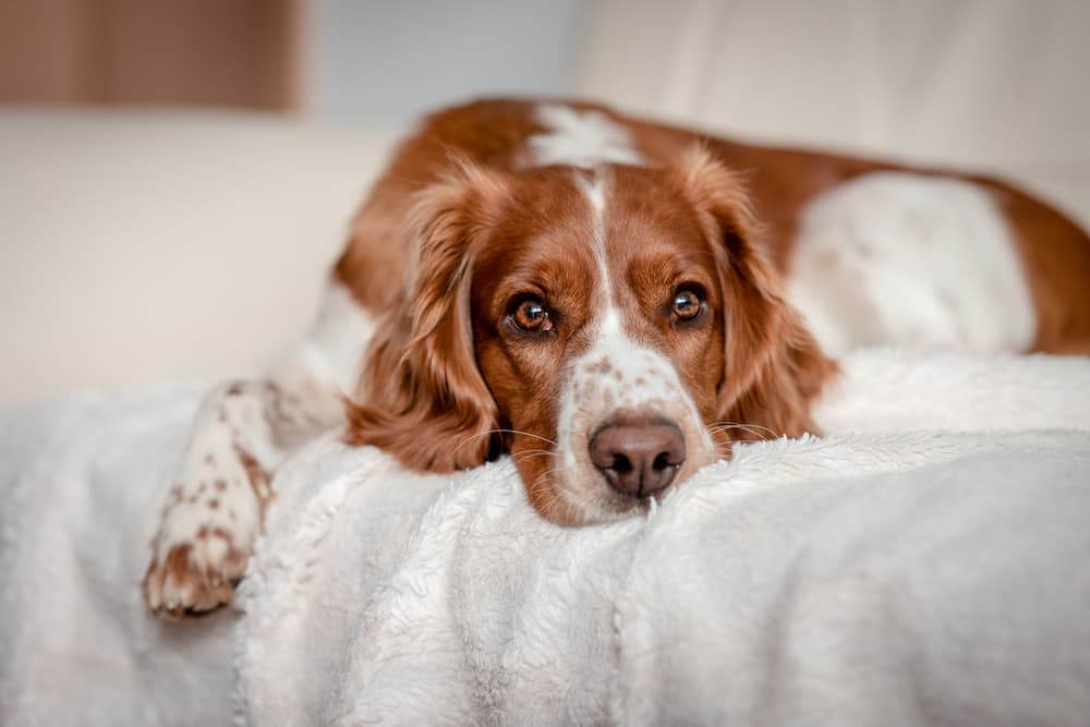 Laying happy dog on a sofa couch at home