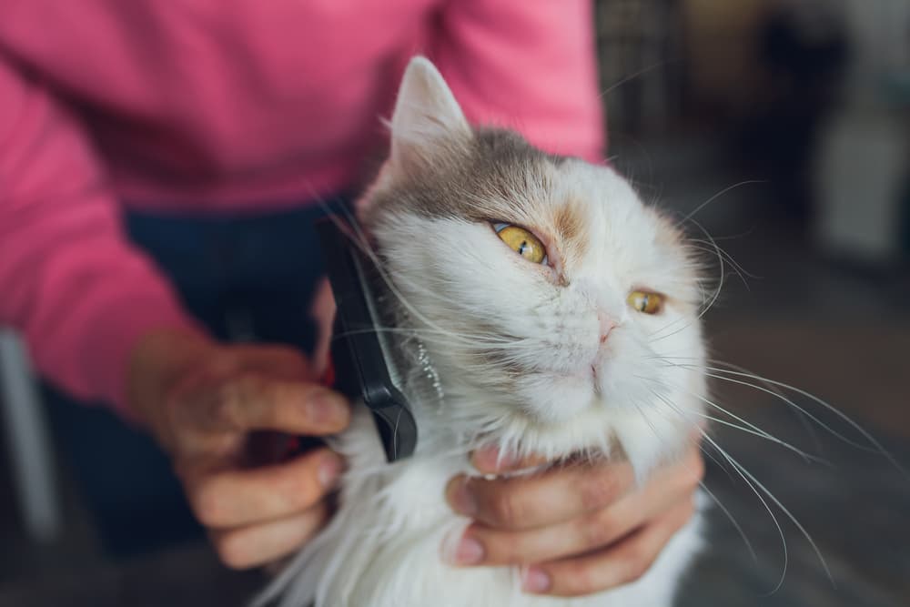 Cat being brushed by owner