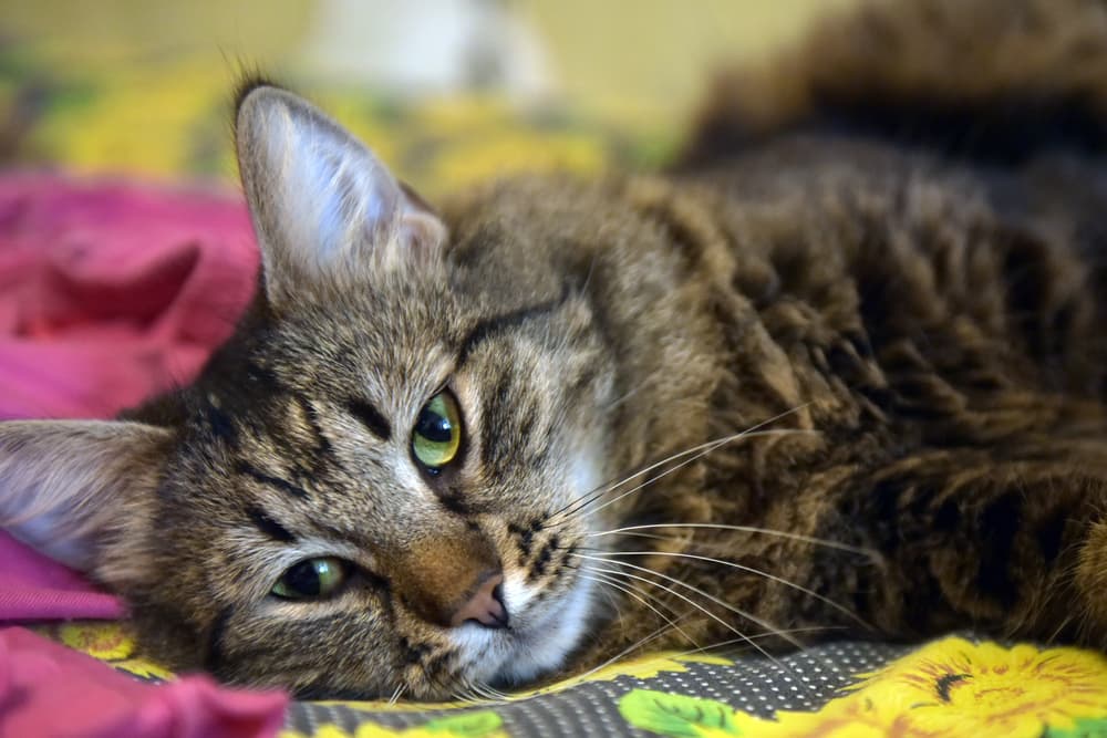 Sick cat at home resting on a blanket