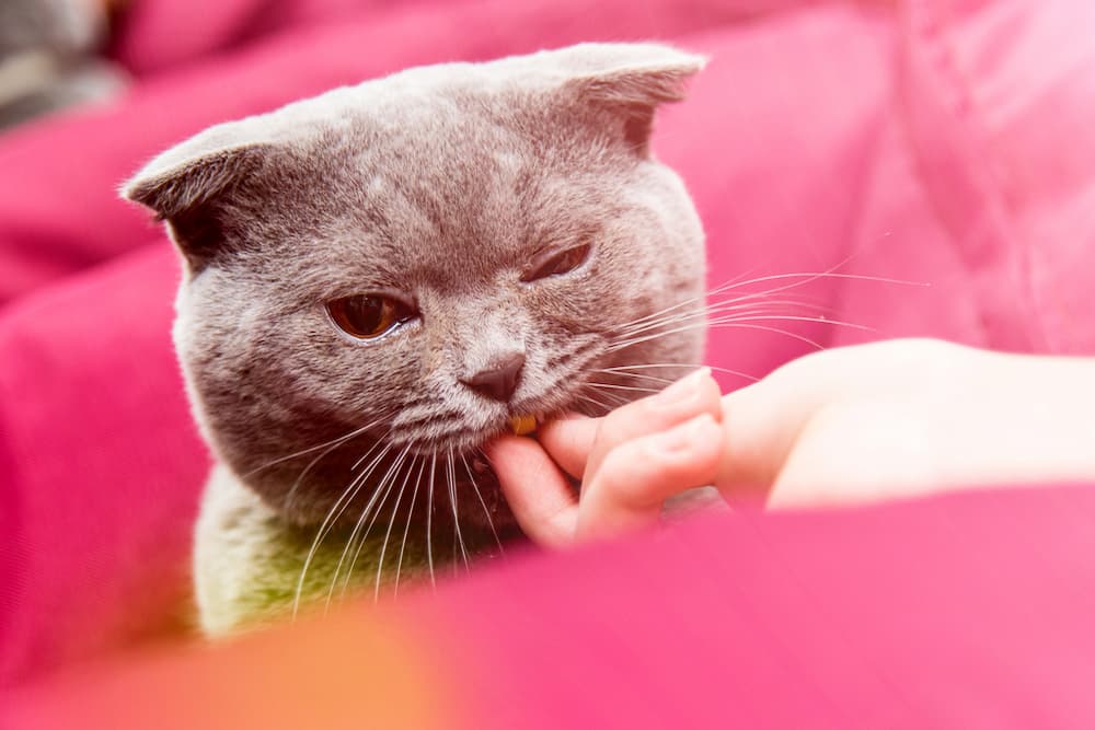 Zylkene for Cats