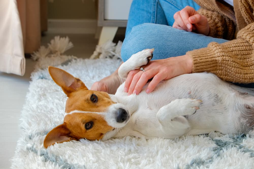 Young doggy lying on the back getting a belly rub by its owner
