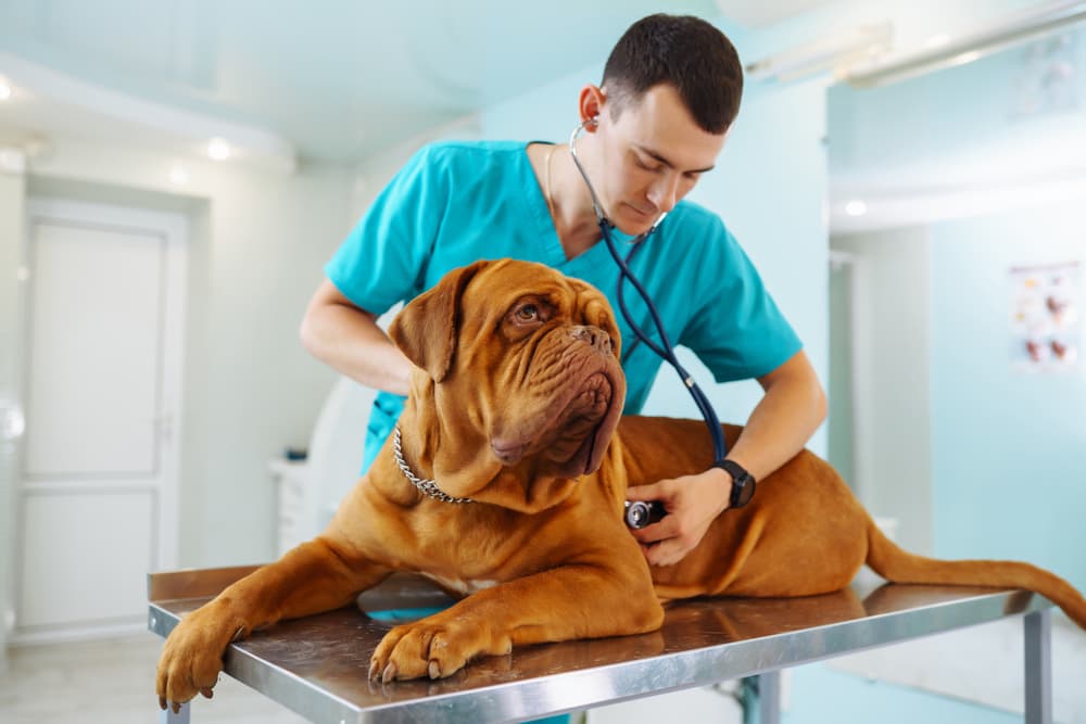 Dog having an exam at the vet