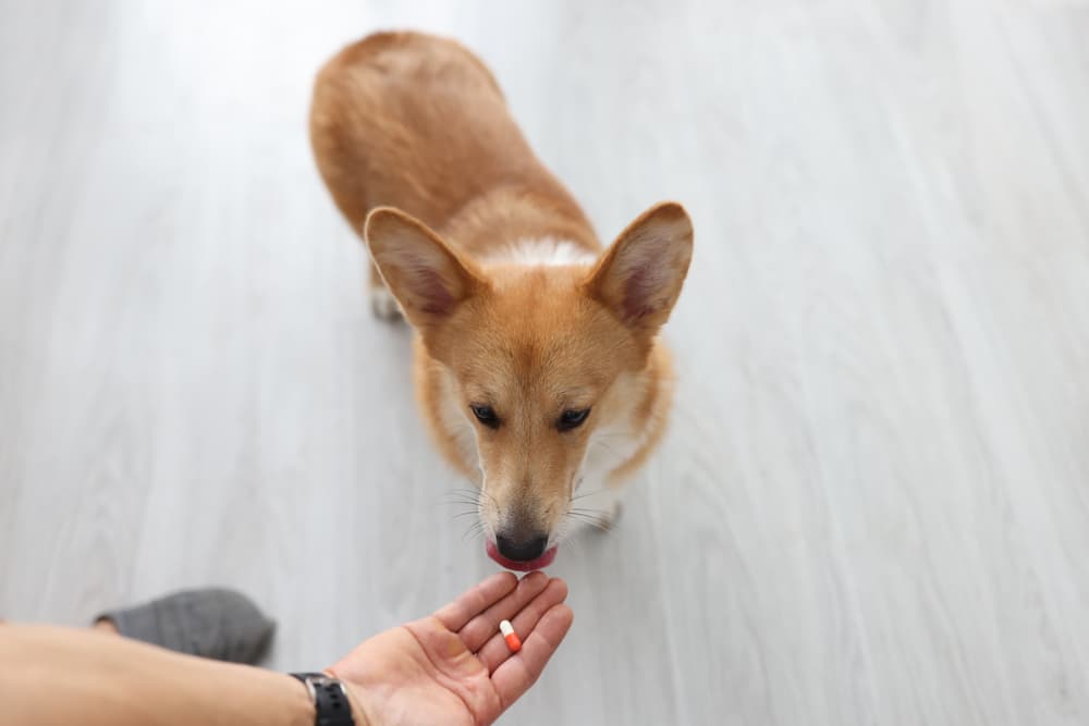 Dog takes pill from the owner's hand with paw closeup