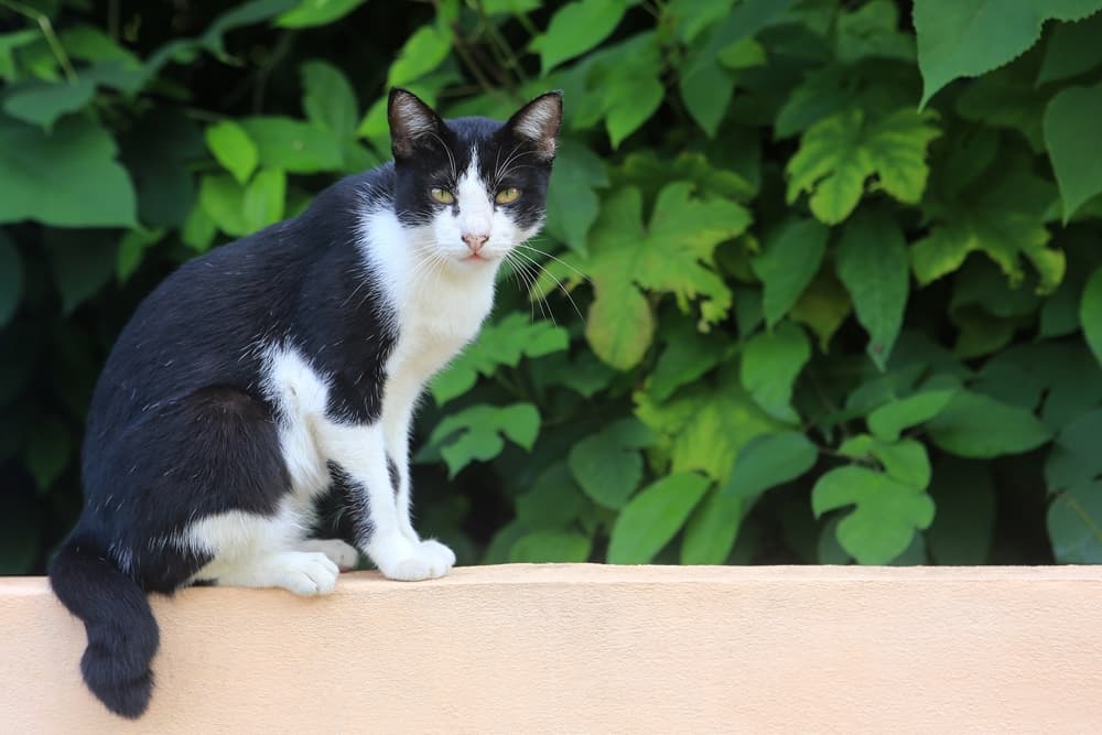 Cat resting on a ledge outdoors