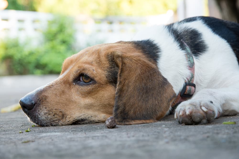 Dog laying down sad on the pavement