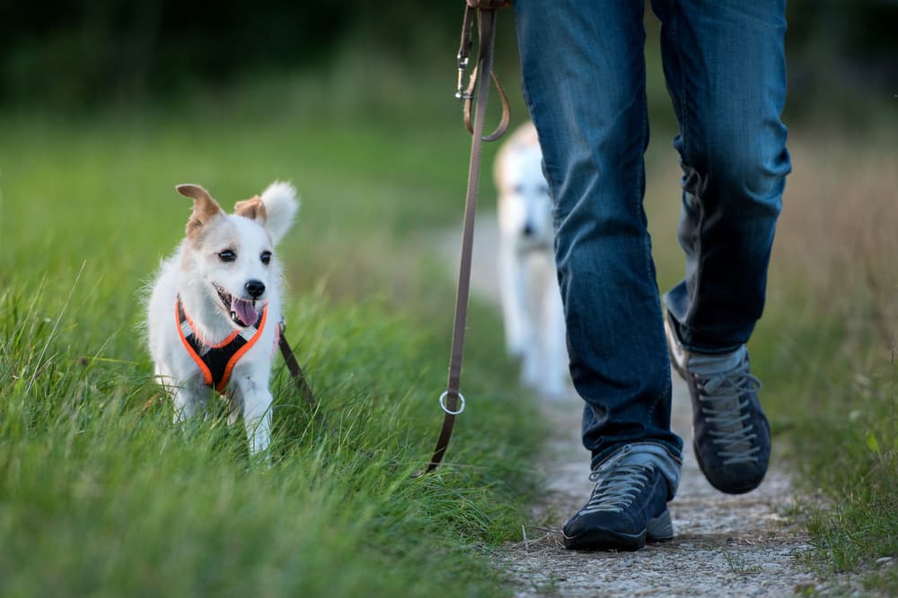 Walking with dogs in a grassy field to prevent Interdigital Cyst on Dogs