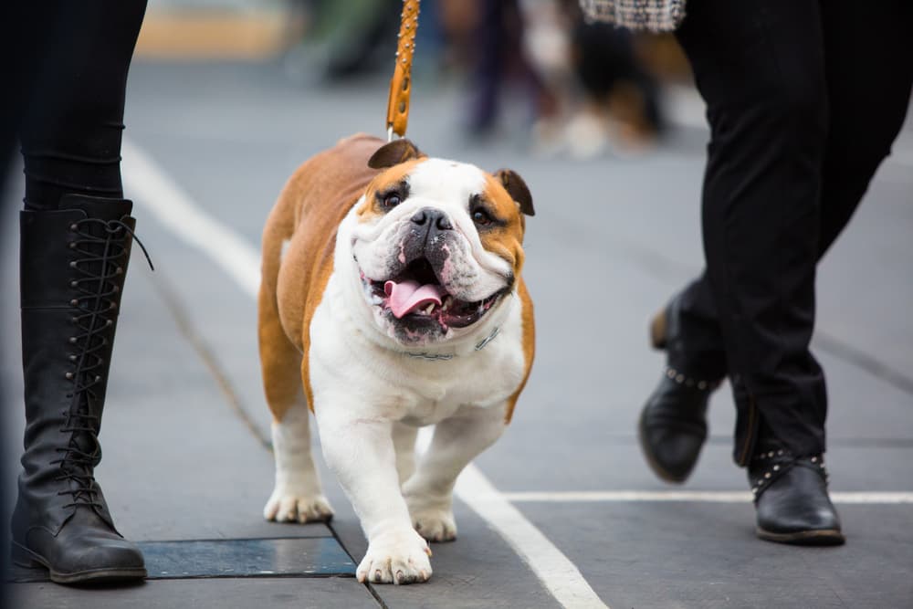 English bulldog walking on the road with two women