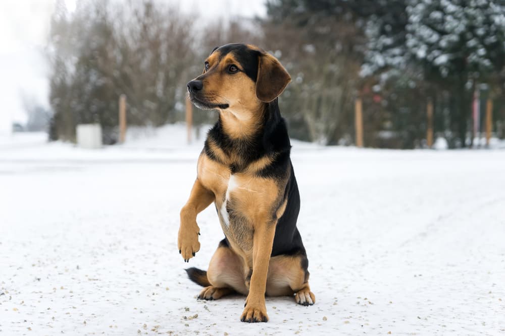 Dog walking with injured paw in the snow