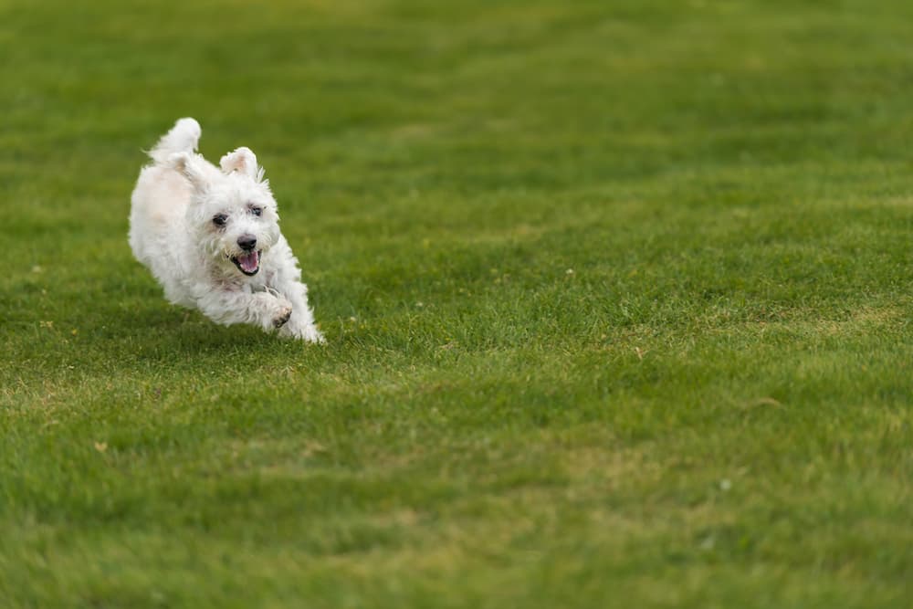 Little dog running in garden