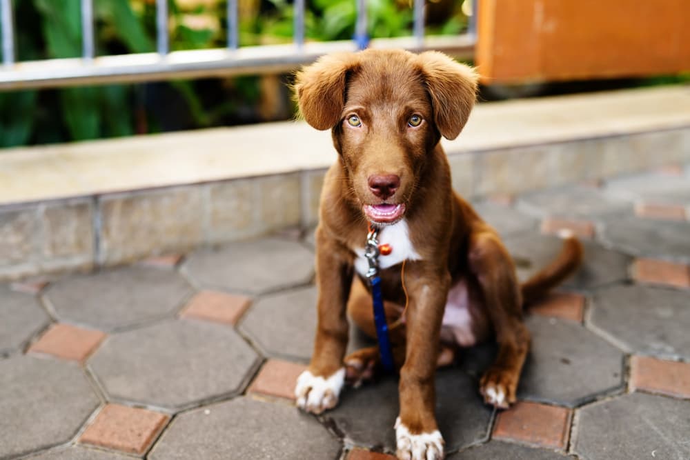 Dog panting from dehydration