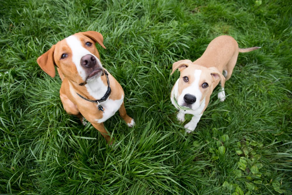 Two Young Puppies Standing in Lush Green Grass Outside