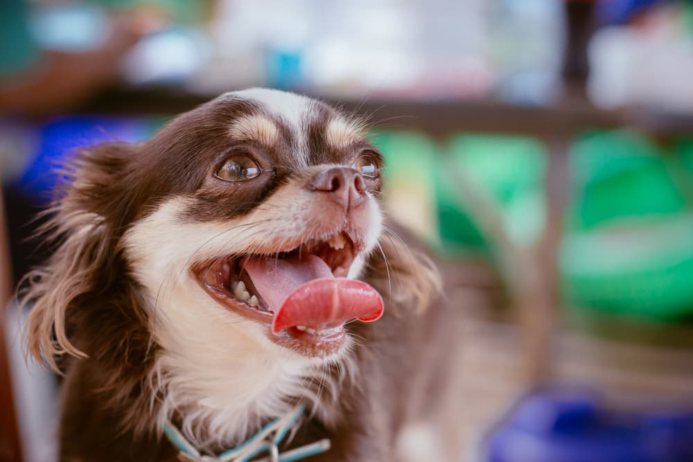 Dog sitting with tongue hanging out