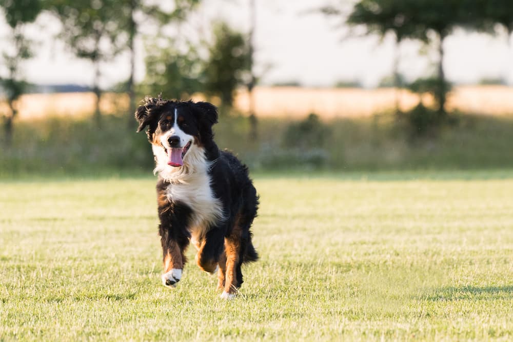 Bernese Mountain dog running on lawn