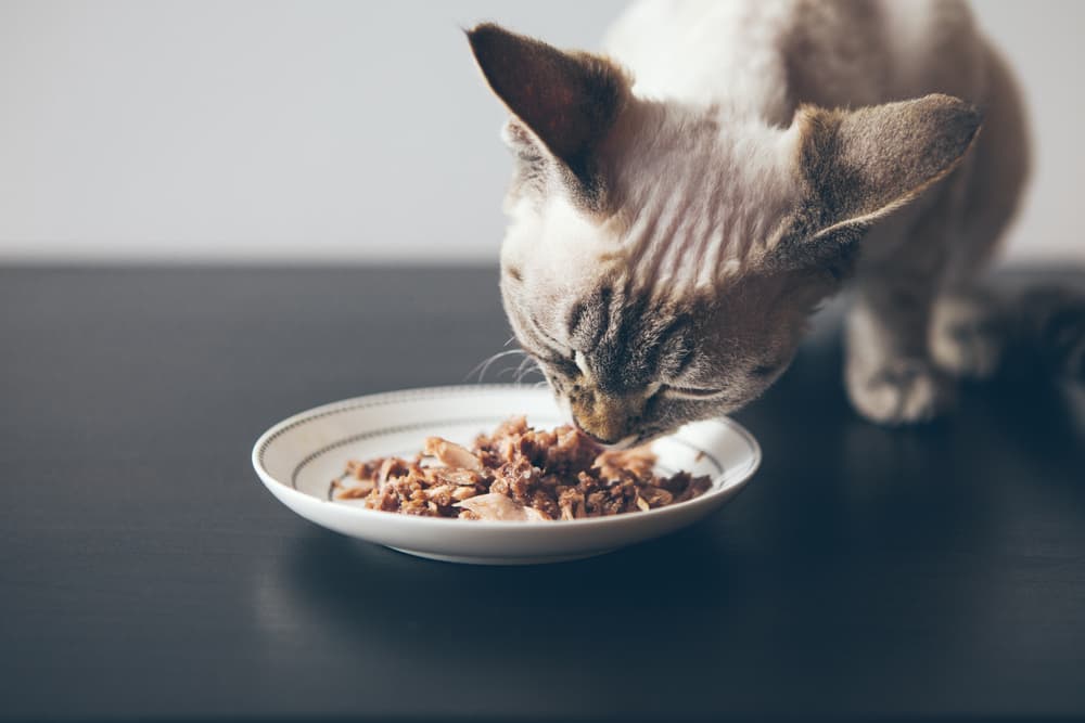 Cat eating wet food from a bowl