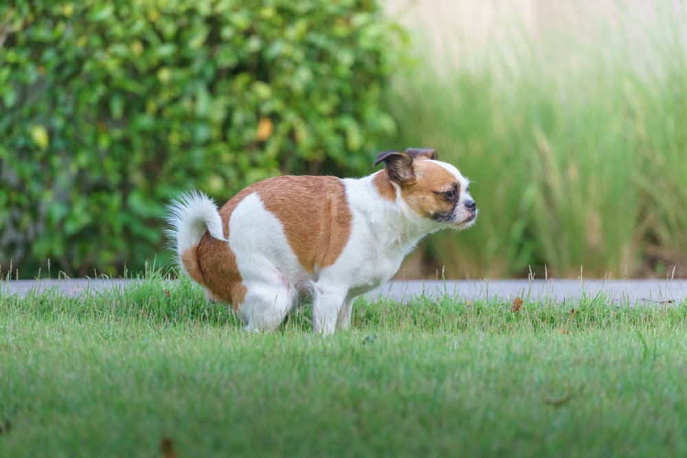 Dog pooping in the garden