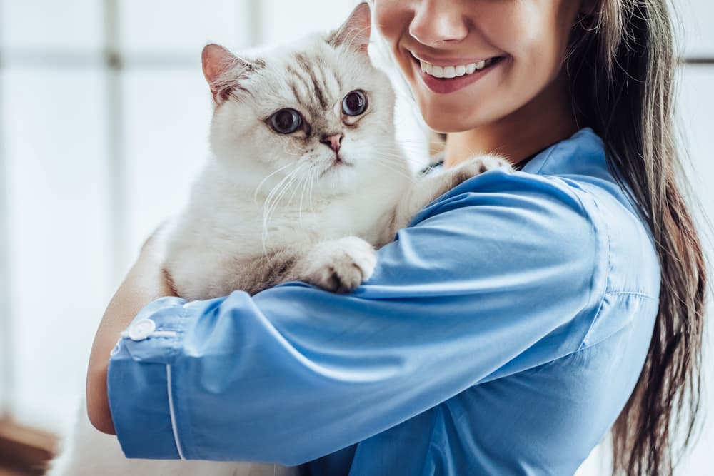 veterinarian is holding cute white cat on hands at vet clinic and smiling.