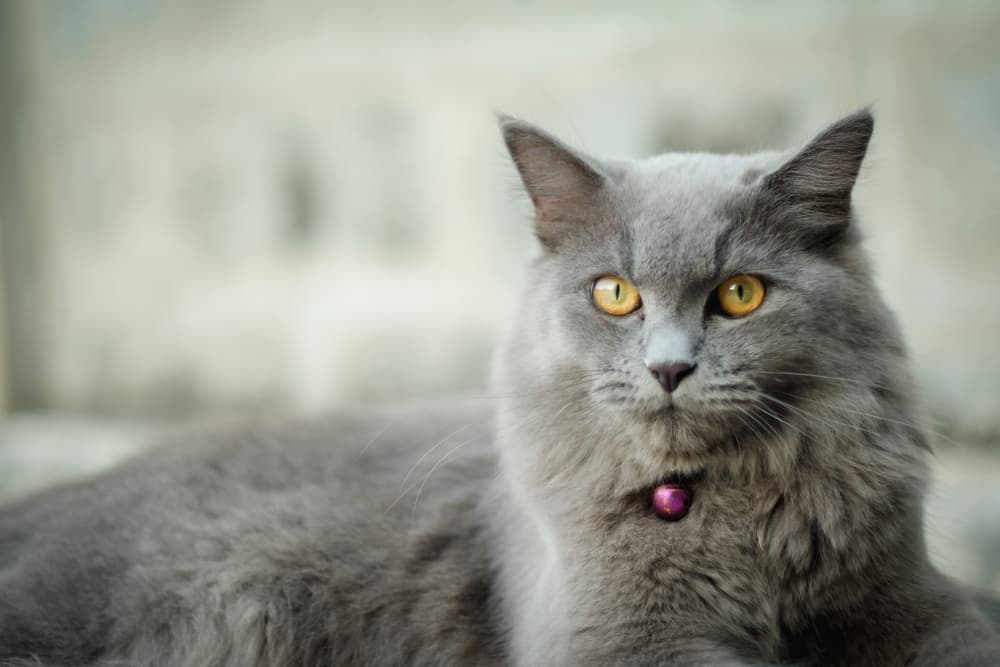 Cat sitting in an outdoor garden