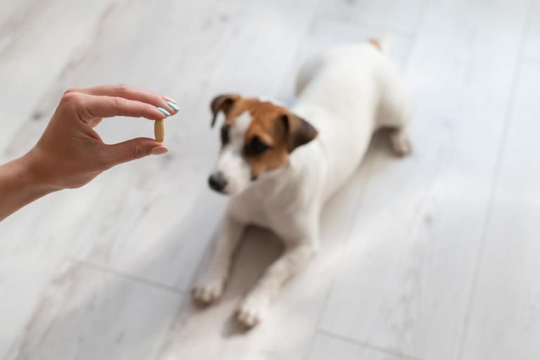 Woman giving the dog jack russell terrier his dog vitamin