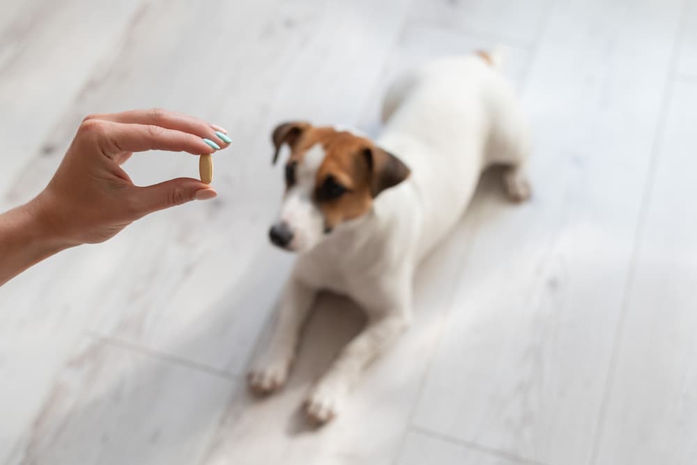 Dog Vitamins: Are They Necessary?
