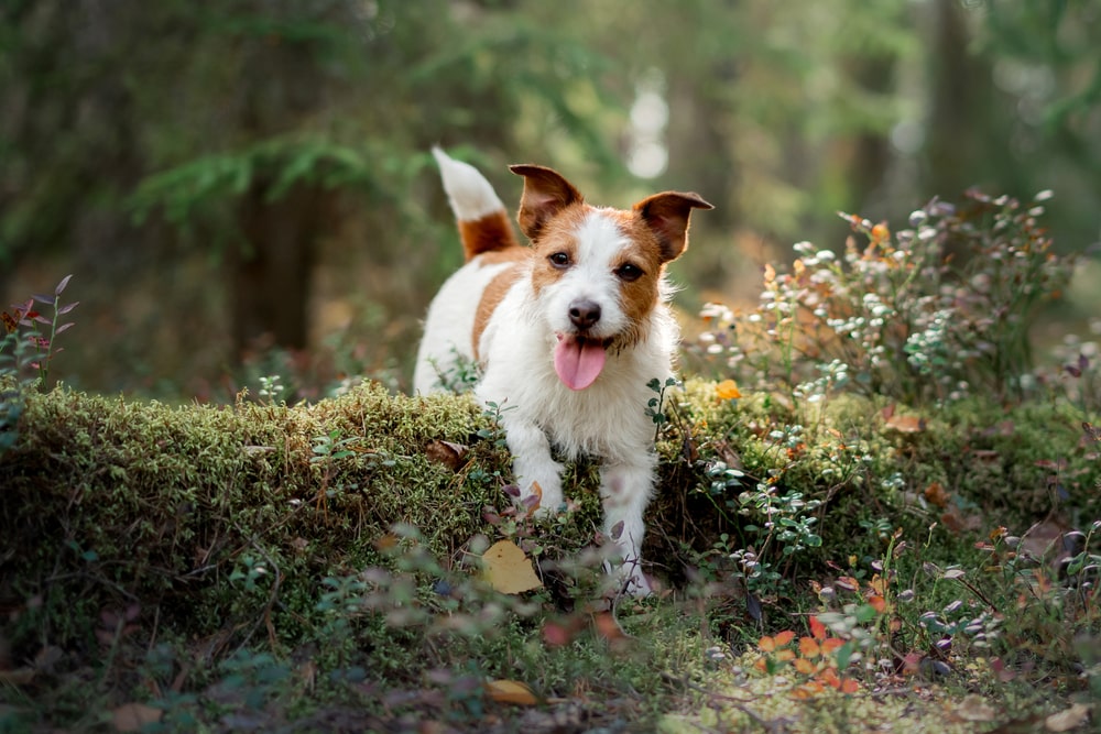 Mushrooms for Dogs: Benefits and Uses