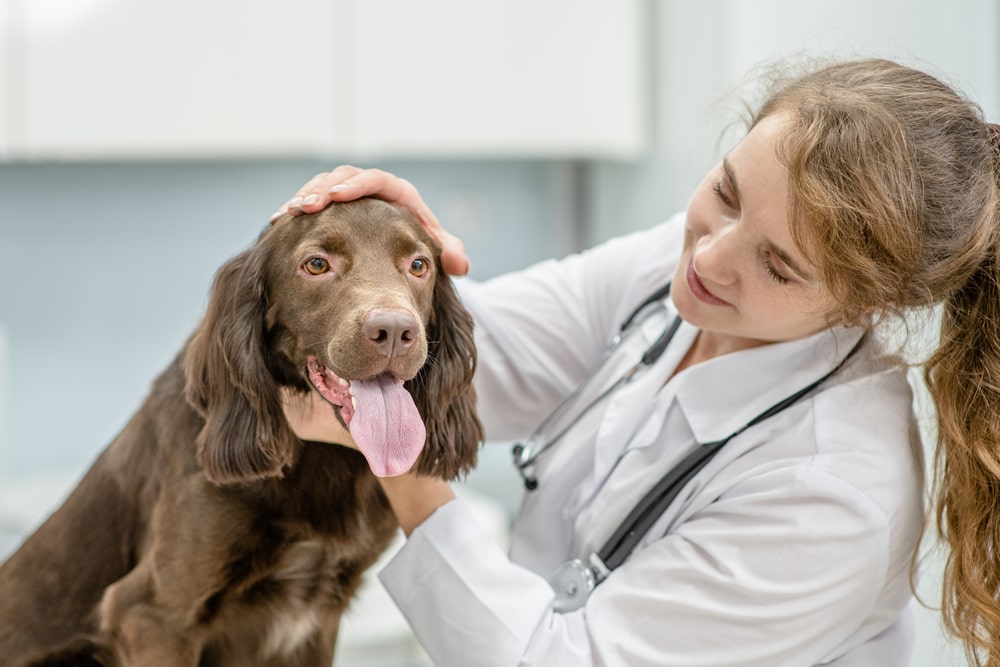 Dog happy with a vet and being pet