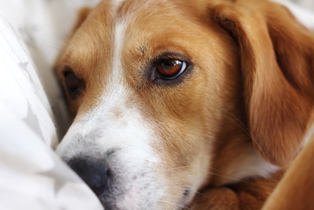 Dog looking slightly sick on a bed