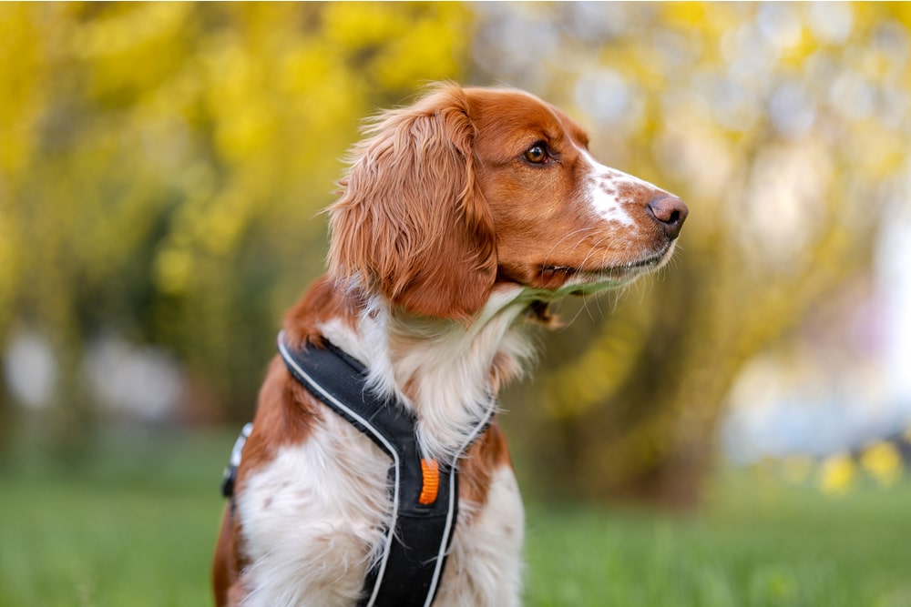 Dog looking very healthy and alert in a park