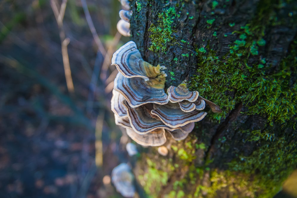 Turkey tail mushrooms for dogs