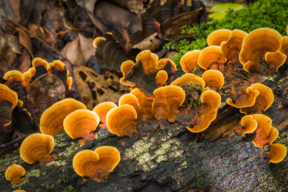Reishi mushroom for dogs